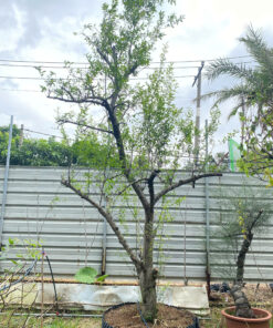 Lựu Cổ Thụ Tán Đẹp Vanh 60-70cm