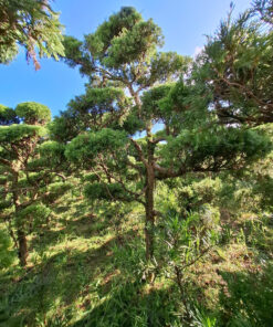 Tùng Lá Kim Siêu Đẹp