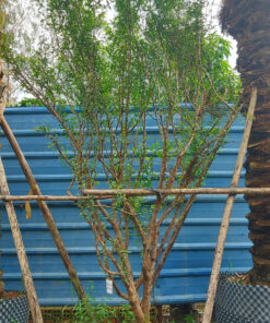 Lựu Đỏ Ấn Độ Cao 3m - 4m