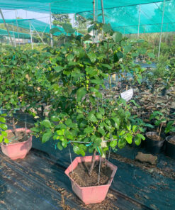 Táo Thái Xanh Bonsai Tầng Đẹp