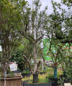 Alternative view of Lựu Cổ Thụ Tán Đẹp Vanh 60-70cm