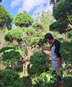 Alternative view of Tùng Lá Kim Siêu Đẹp