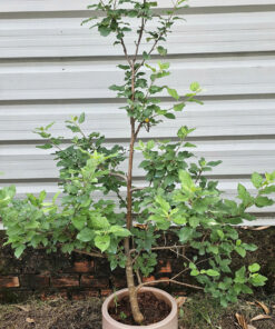 Alternative view of Táo Mỹ Đỏ Siêu Trái