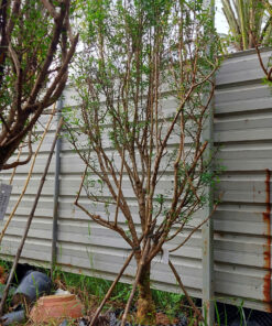 Alternative view of Lựu Đỏ Ấn Độ Cao 3m - 4m