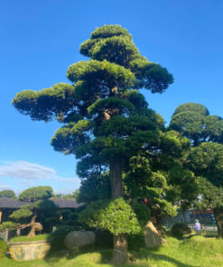 Tùng La Hán Vip 6m