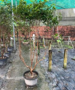 Nho Thân Gỗ Tứ Qúy Cao 2-3m