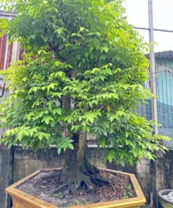 Alternative view of Khế Cổ Thụ Tán Đẹp Cao hơn 5M