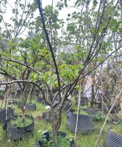 Lê Kaisou Nhật Đang Trái Cao 3M - 4M