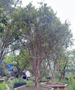 Alternative view of Nho Thân Gỗ Tứ Qúy Cổ Thụ