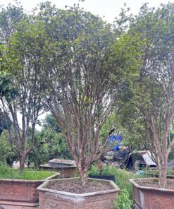 Nho Thân Gỗ Tứ Qúy Cổ Thụ