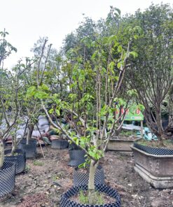 Lê Kaisou Nhật Đang Trái Cao 2-3M