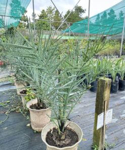 Alternative view of Chà Là Cấy Mô Nhập Khẩu 1M