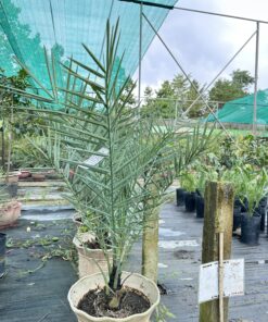 Chà Là Cấy Mô Nhập Khẩu 1M