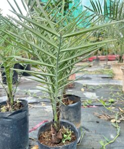 Chà Là Cấy Mô Nhập Khẩu 50cm - 60cm