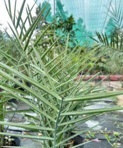 Alternative view of Chà Là Cấy Mô Nhập Khẩu 50cm - 60cm