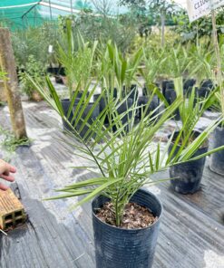 Chà Lầ Cấy Mô 50 - 60CM