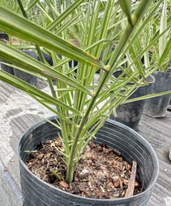 Alternative view of Chà Lầ Cấy Mô 50 - 60CM