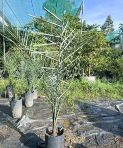 Chà Là Cấy Mô Cao 80cm