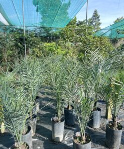 Alternative view of Chà Là Cấy Mô Cao 80cm