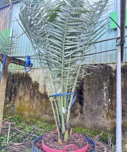 Chà Là Cấy Mô Sắp Trái Cao 3M