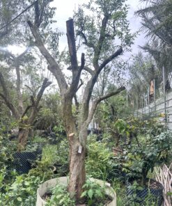 Lựu Cổ Thụ Trăm Tuổi Vanh 100cm