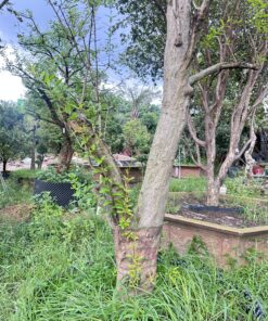 Alternative view of Lựu Cổ Thụ Dáng Đẹp Vanh 70-80cm