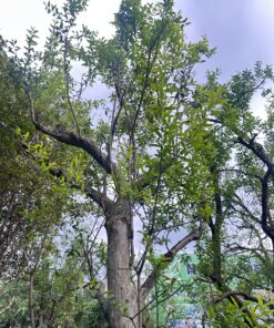 Alternative view of Lựu Cổ Thụ Trăm Tuổi Vanh 100cm
