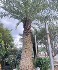 Chà Là Lóng 1M8 Siêu Đẹp