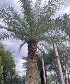 Alternative view of Chà Là Lóng 1M8 Siêu Đẹp