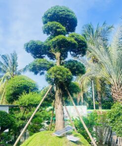 Tùng Siêu Phẩm Hàng Hiếm