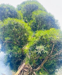 Alternative view of Tùng Siêu Phẩm Hàng Hiếm