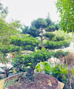 Tùng Dáng Siêu Đẹp VIP