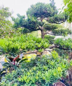 Alternative view of Tùng Dáng Siêu Đẹp VIP