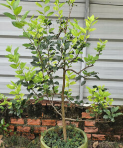 Táo Mỹ Đỏ Siêu Trái