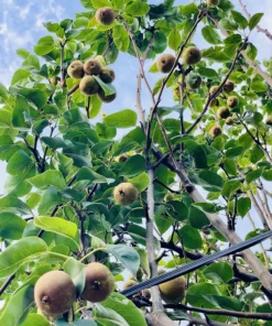 Alternative view of Lê Kaisou Nhật Đang Trái Cao 2-3M