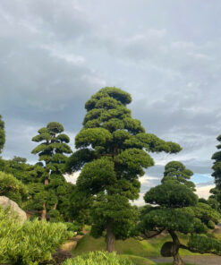 Alternative view of Tùng La Hán Vip 6m