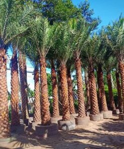 Alternative view of Chà Là Trung Đông Lóng 2-3M