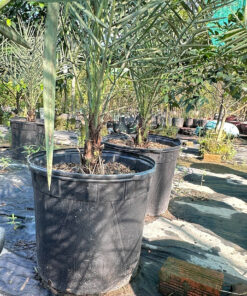 Alternative view of Chà Là Cấy Mô Cao 1M5