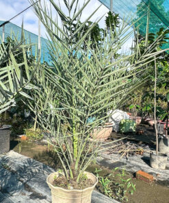 Chà Là Cấy Mô Cao 1M5