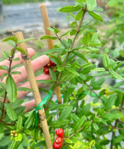 Alternative view of Lựu Đỏ Ấn Độ Cây Đang Hoa