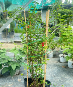 Lựu Đỏ Ấn Độ Cây Đang Hoa